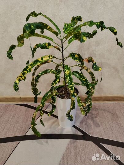 Редкий кротон Король Сиама