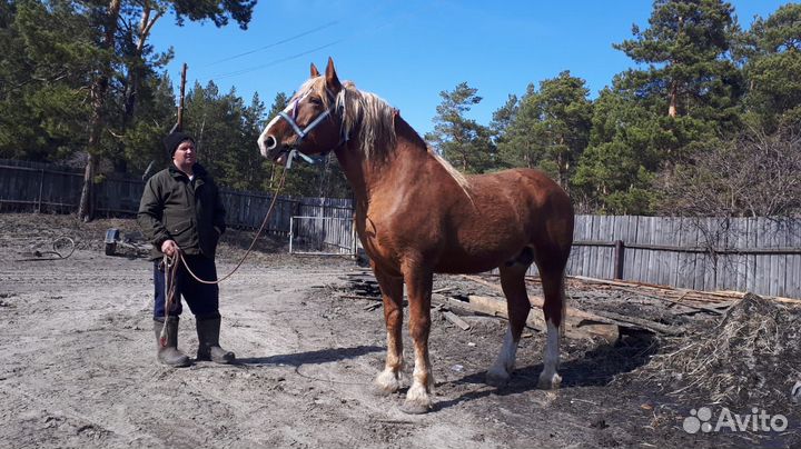 Жеребец 8 лет