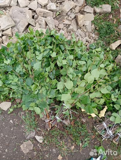 Банные веники