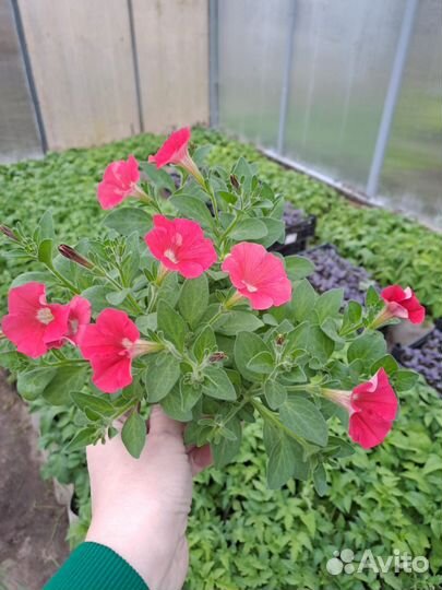 Рассада петунии