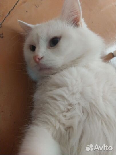 Котик в дар