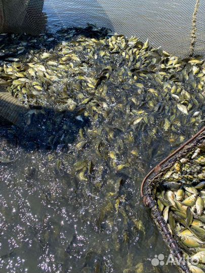 Малек карпа