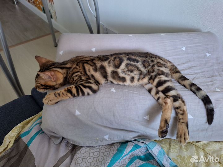 Бенгальский кот