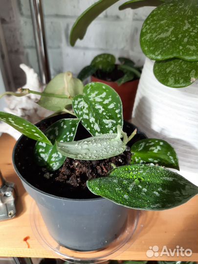 Арбузная пеперомия и другие комнатные цветы