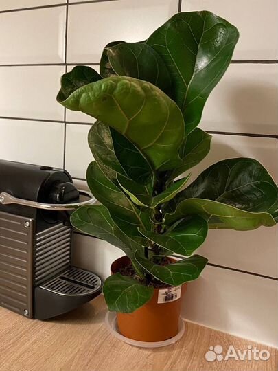 Фикус лирата бамбино