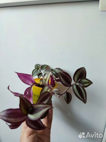 Традесканция зебрина