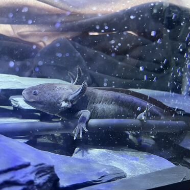 Аксолотль,аквариум с фильтром и чиллером