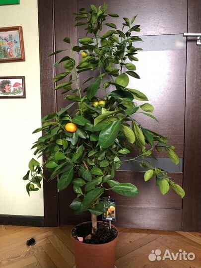 Саженцы мандаринового дерева