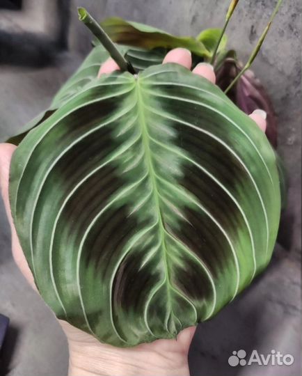 Маранта черная