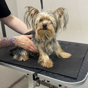 Йоркширский терьер, щенок