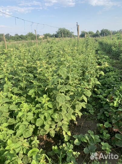 Саженцы малины пшехиба