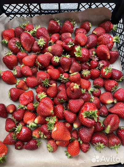 Клубника Байкальская