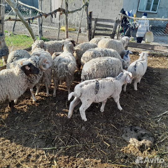 Овцы бараны