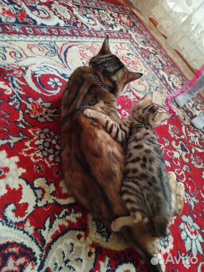 Бенгальский котёнок