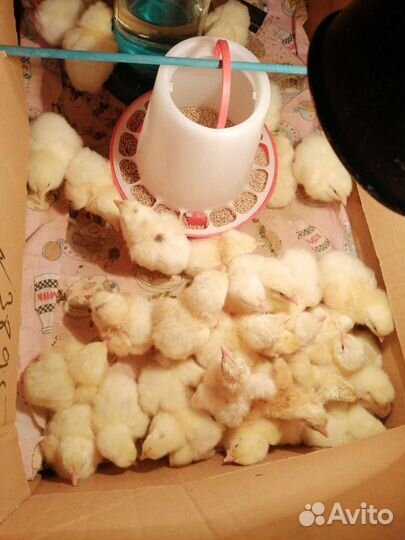 Мясо бройлера домашнее