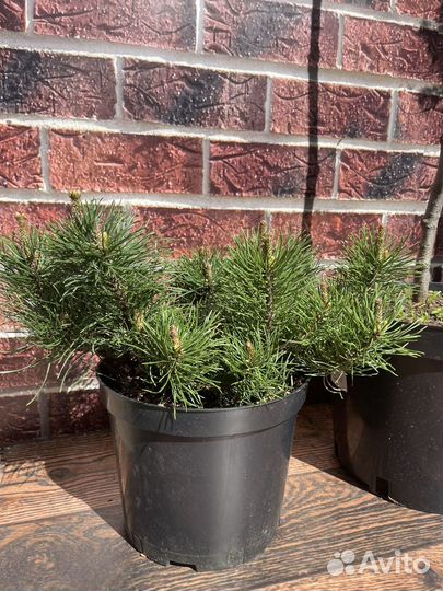 Сосна горная Пумилио