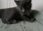 Серый пушистый котенок мальчик