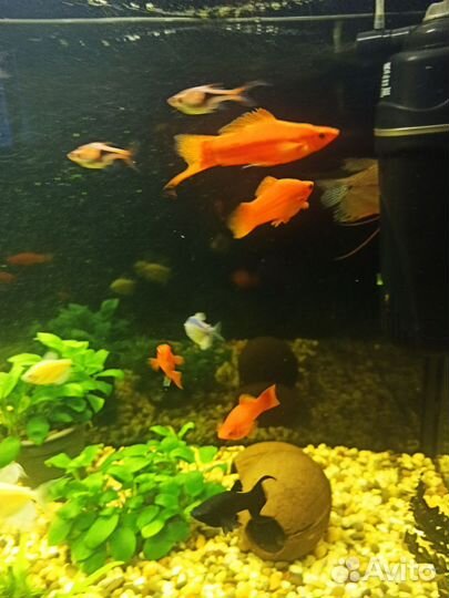 Красные меченосцы