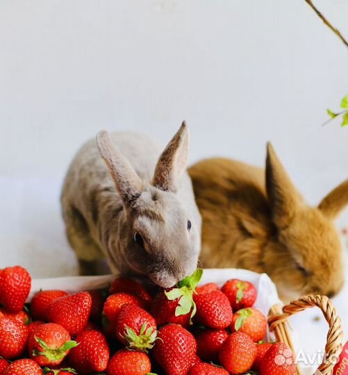 Породистые декоративные Крольчата