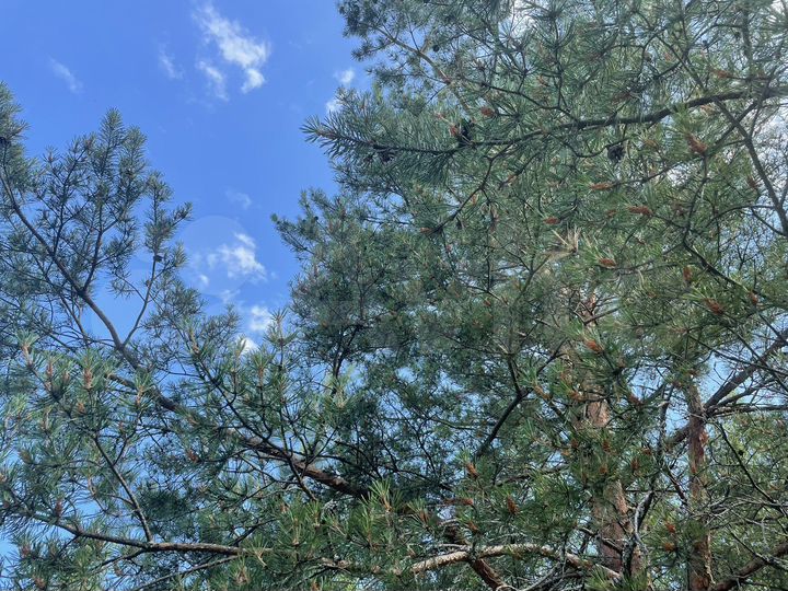 Участок 12 сот. (ИЖС)