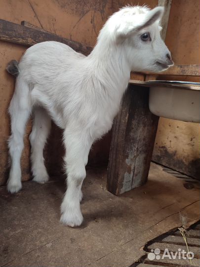 Камерунские козочки