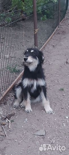 Собака в добрые руки щенок
