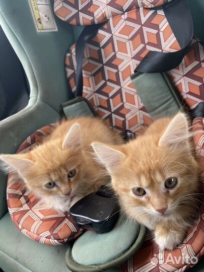 Кошки в добрые руки бесплатно