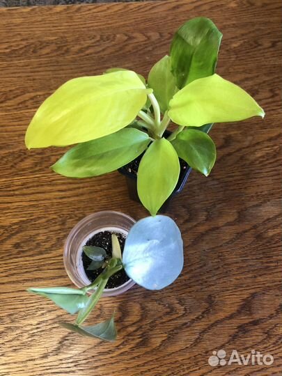 Филодендроны, сциндапсусы, монстера, золотой ус