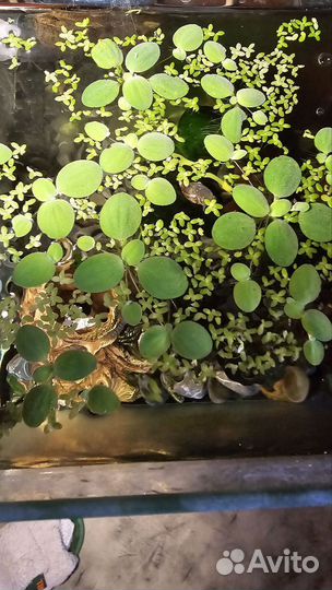 Аквариумные растения