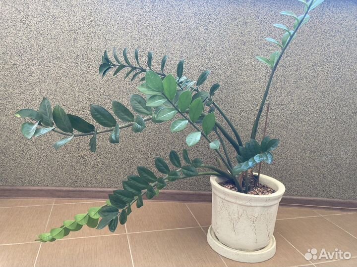 Замиокулькас с кашпо