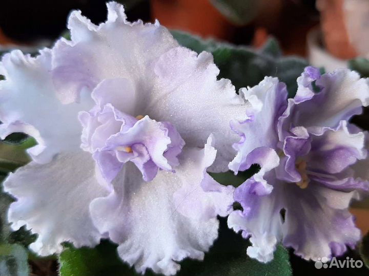 Фиалка махровая