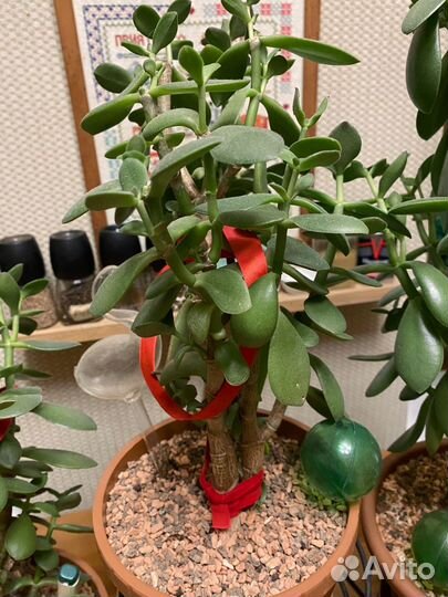 Денежное дерево толстянка крассула