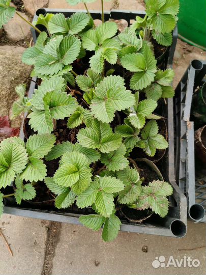 Рассада земляники садовой