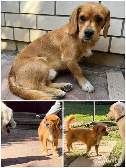 Отдаем в добрые руки