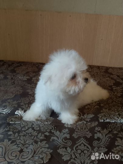 Собака