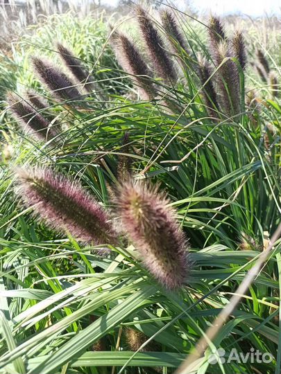 Мискантус, просо, пеннисетум, кортадерия