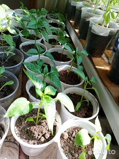 Рассада помидор и перцев