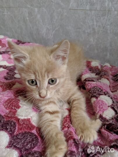 Рыжий котенок девочка