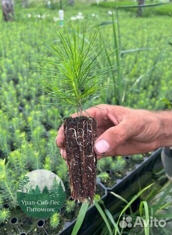 Зкс и окс Сосна Ель Лиственница сеянцы Голуб горн