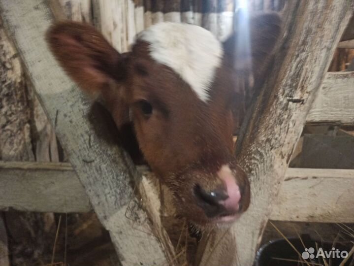 Коза дойная молочная