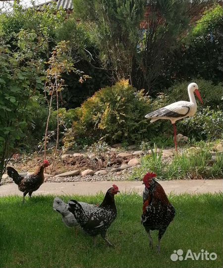 Куры бентамки