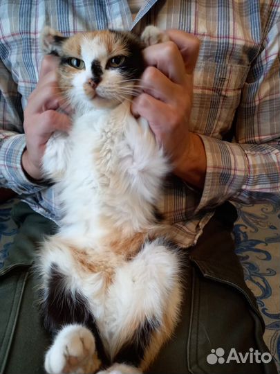Кошка