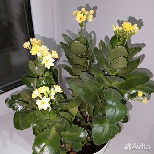 Комнатные цветы