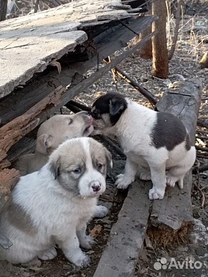 Собака в добрые руки отдам бесплатно