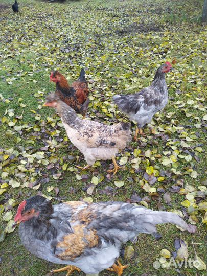 Молодые петушки