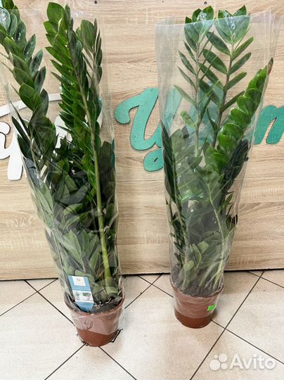 Замиокулькас 90 см