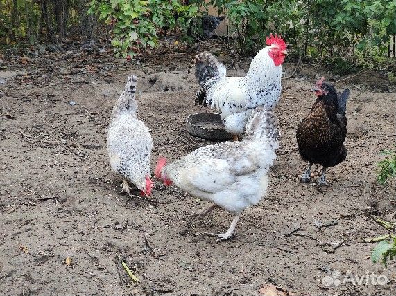 Молодые петухи