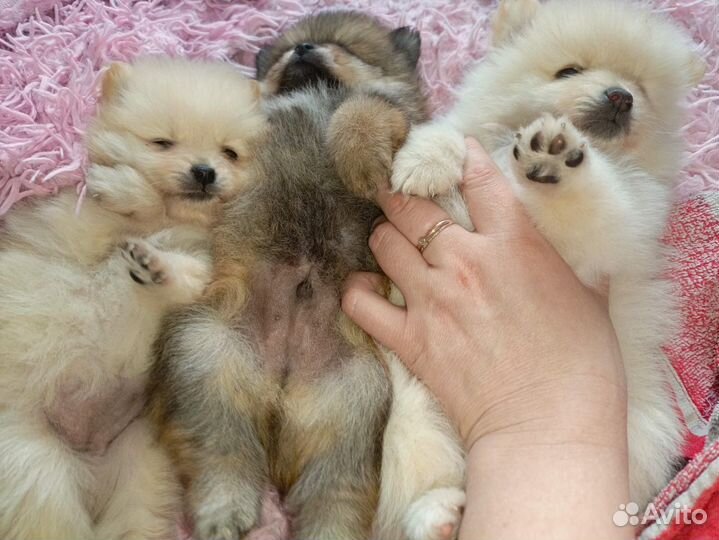 Померанский шпиц медвежьего типа