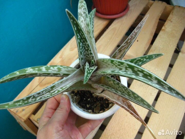 Цветные, пёстрые, розеточные суккуленты