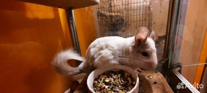 Шиншилла-Белый бриллиант н э н а 100 в опл резерве